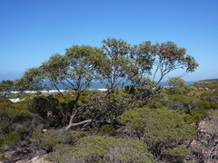 Eucalyptus yalatensis