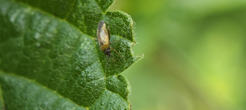 Common Nettle Flower Bug