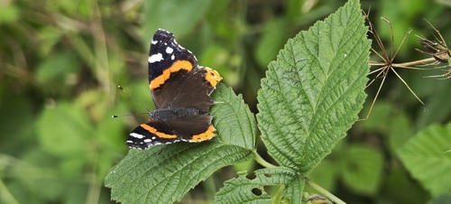 Red Admiral
