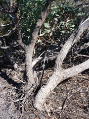 Eucalyptus yalatensis