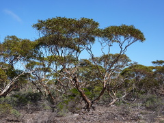 Eucalyptus conglobata conglobata