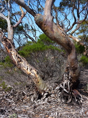 Eucalyptus conglobata conglobata