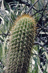 Trichocereus angelesiae