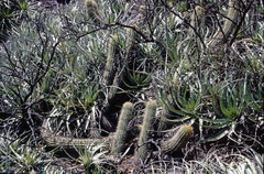 Trichocereus angelesiae