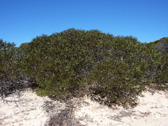 Eucalyptus scyphocalyx