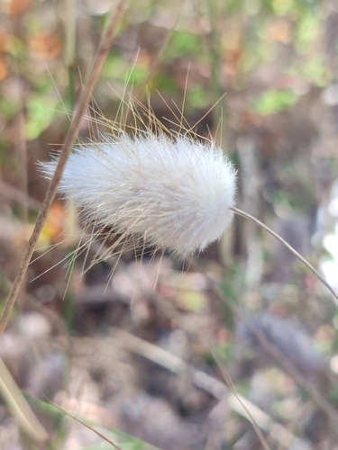 Hare's Tail Grass