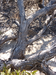 Eucalyptus scyphocalyx