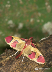Syllepis aurora