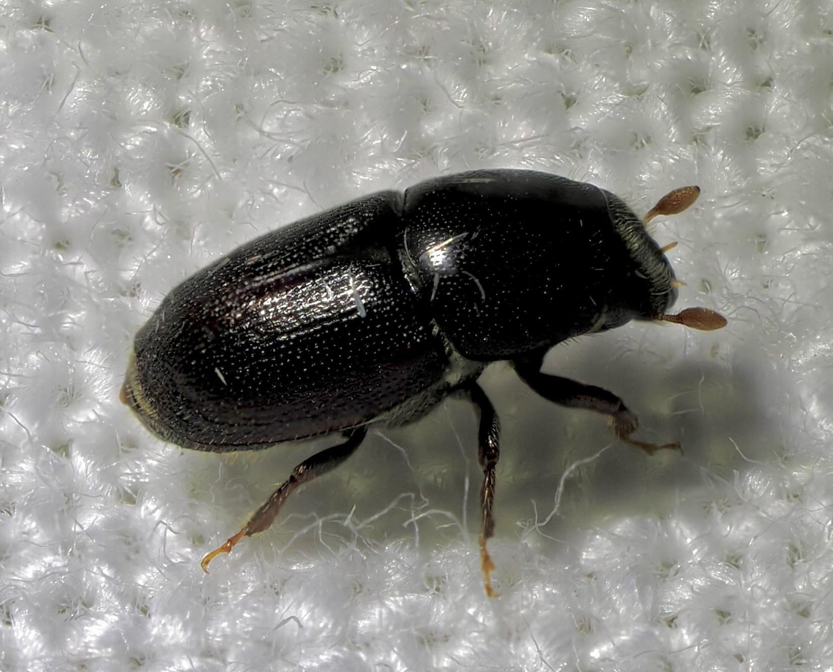 Scolytus intricatus