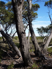 Eucalyptus litorea