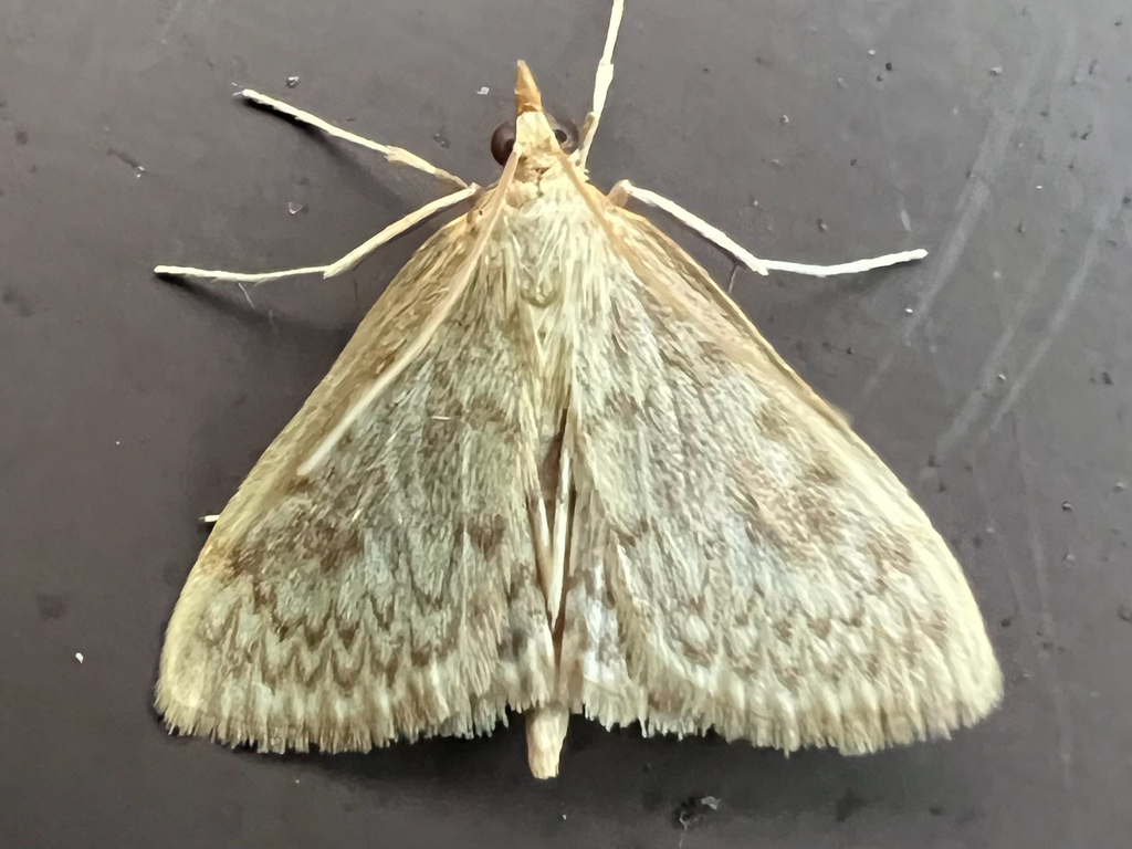smartweed borer
