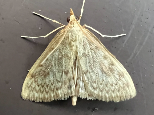 smartweed borer