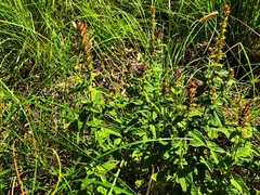 Teucrium argutum