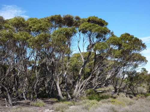 Saline Mallee (Eucalyptus litorea)