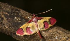 Syllepis aurora