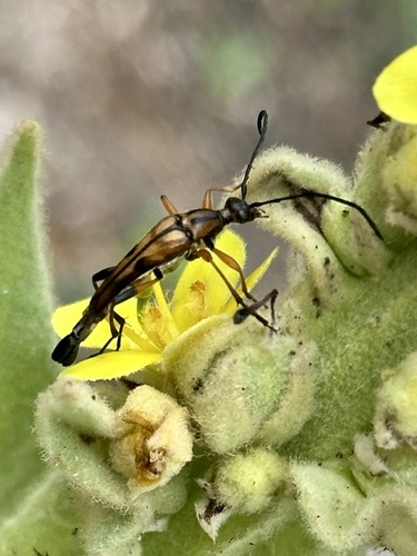 Slender Flower Longhorn Beetle