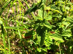 Teucrium argutum