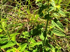 Teucrium argutum