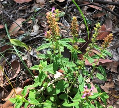 Teucrium argutum