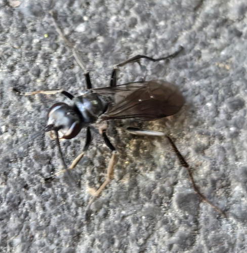 Potter Spider Wasp