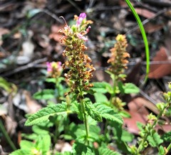 Teucrium argutum