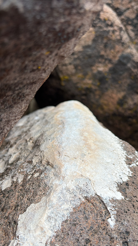 iNaturalist observation photo of Fungi Including Lichens