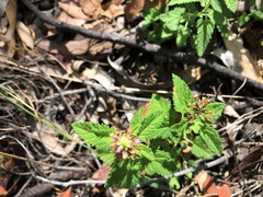 Teucrium argutum