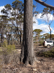 Eucalyptus occidentalis