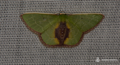 Synchlora astraeoides