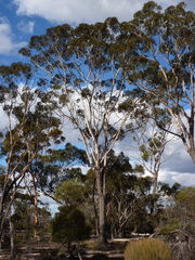Eucalyptus occidentalis