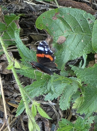 Red Admiral