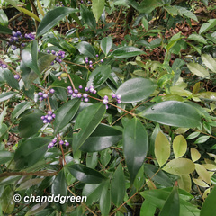 Memecylon ligustrifolium