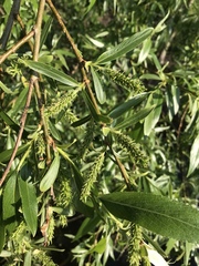 Salix