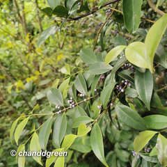 Memecylon ligustrifolium