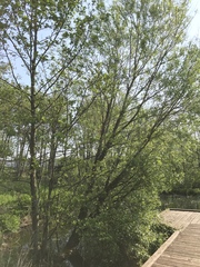 Salix