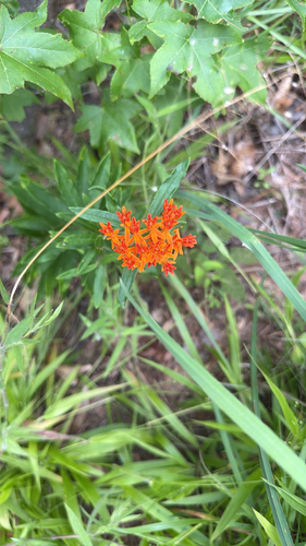 butterfly milkweed