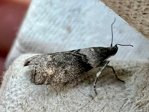 Lesser Aspen Webworm Moth
