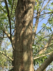 Salix