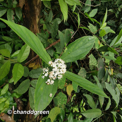 Viburnum sempervirens