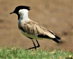 Vanellus duvaucelii