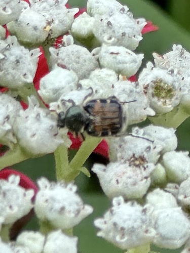 Bee-like Flower Scarab