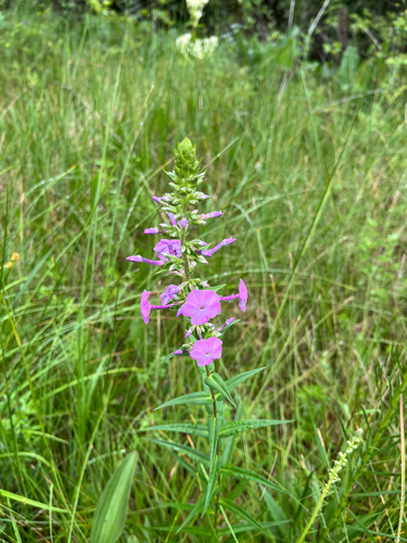 Phlox maculata, photograph 5
