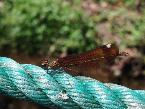 Copper Demoiselle