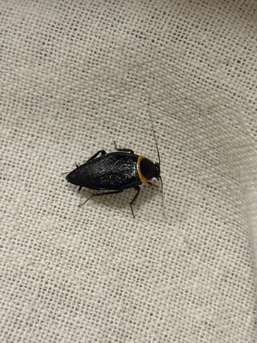 Pallid Sun Roach photo 4