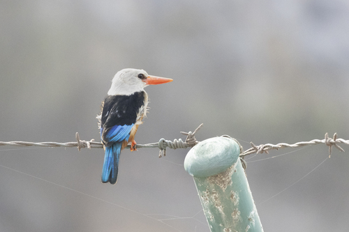 Cape Verde Grey-headed Kingfisher