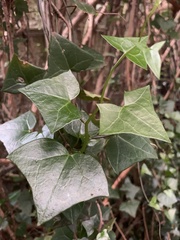 Senecio macroglossus