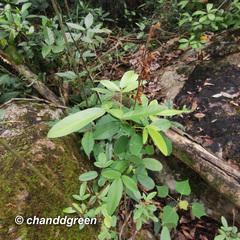 Grona heterocarpos