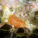Sakuraeolis enosimensis - Photo (c) crawl_ray, μερικά δικαιώματα διατηρούνται (CC BY-NC), uploaded by crawl_ray