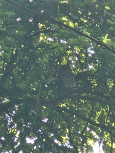 Barred Owl