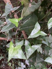 Senecio macroglossus